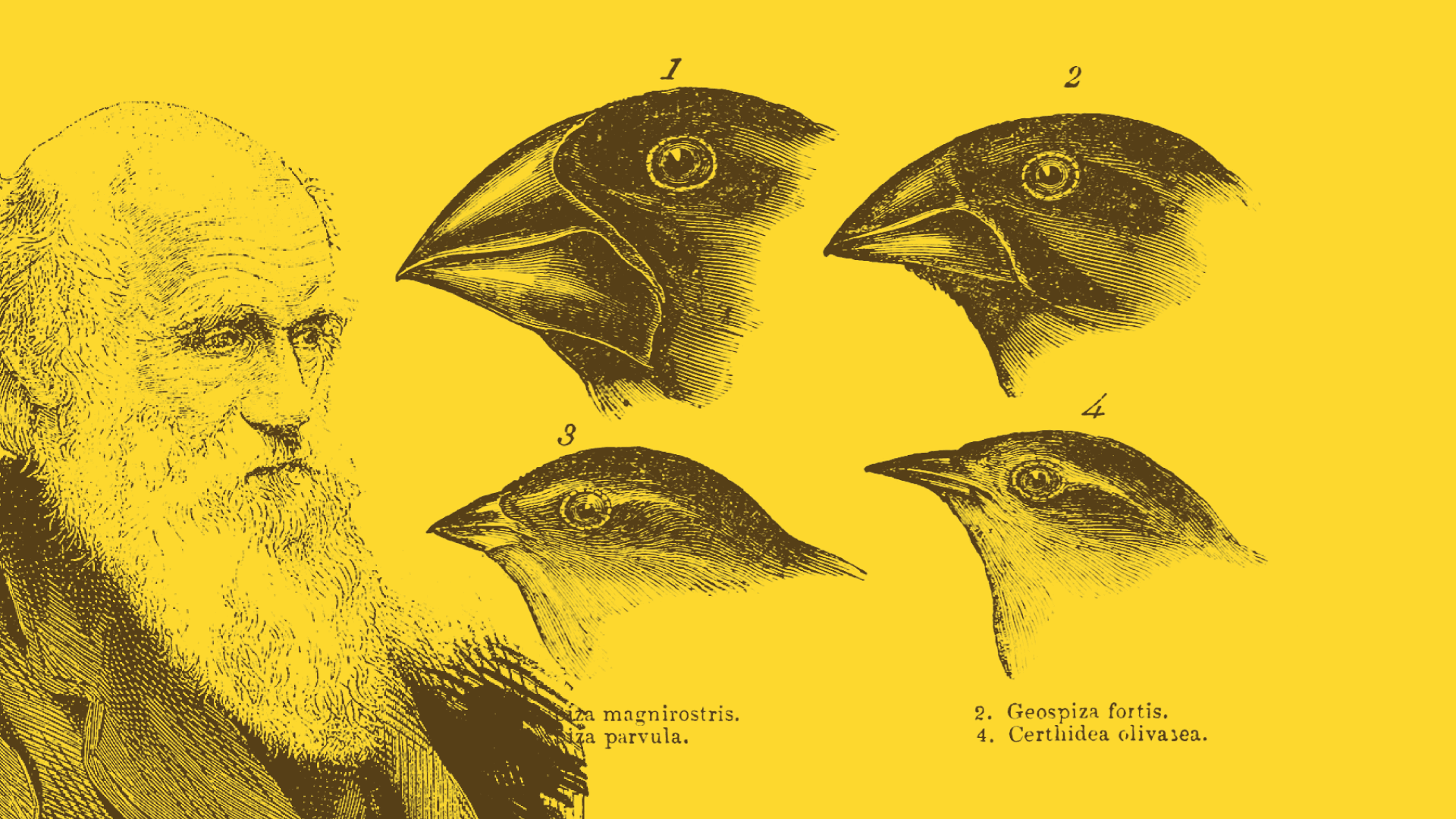 Principios Evolutivos en Terapia Basada en Procesos (TBP)
