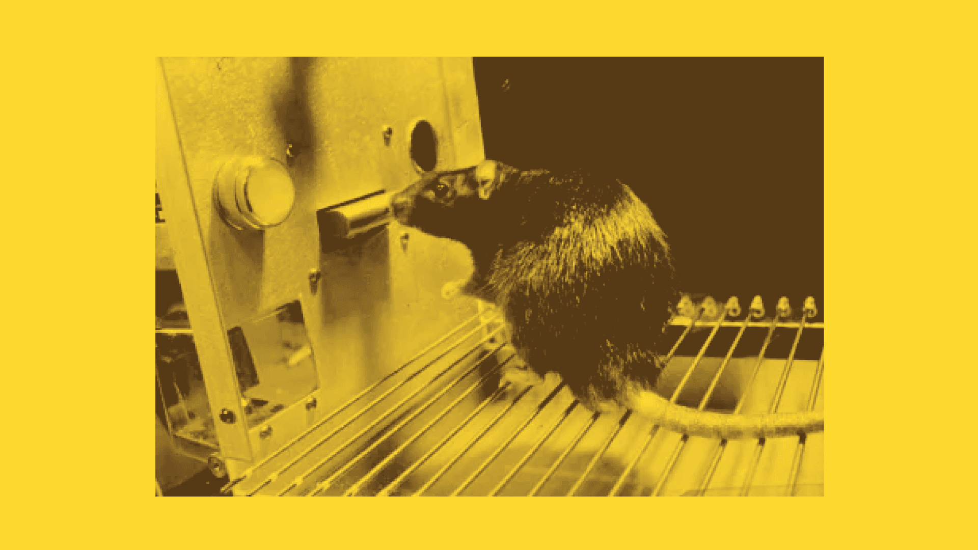 La rata siempre tiene razón